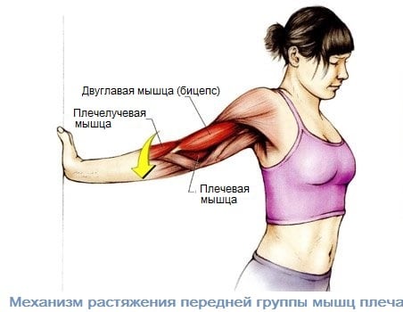 механизм растяжения передней группы мышц плеча