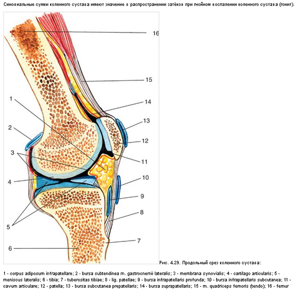 Сумка коленного сустава