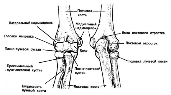 Анатомия локтевого сустава