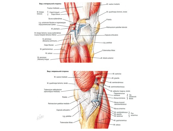 Мышечный аппарат колена