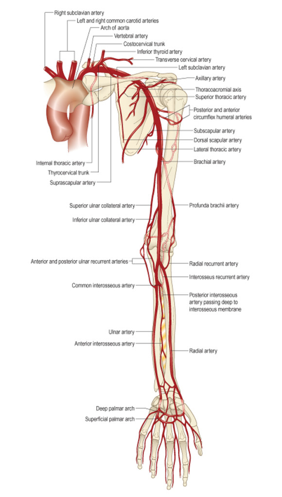 Нервная и кровеносная системы сустава