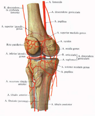 кровеносная система на ногах 