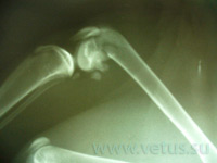 переломы бедренной кости у животных