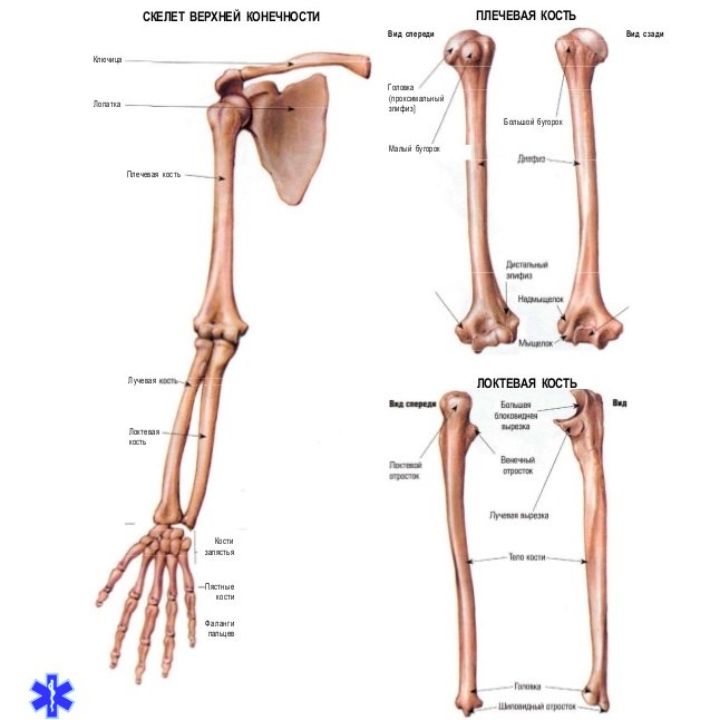Перелом лучевой кости руки: что делать, лечение, реабилитация