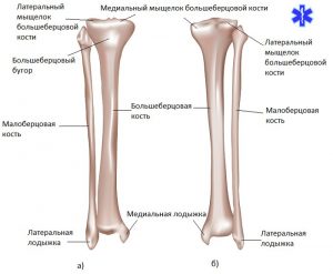 Анатомия берцовых костей