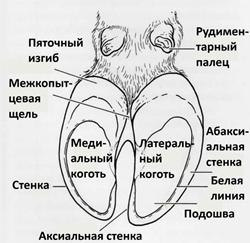 Строение копыта КРС