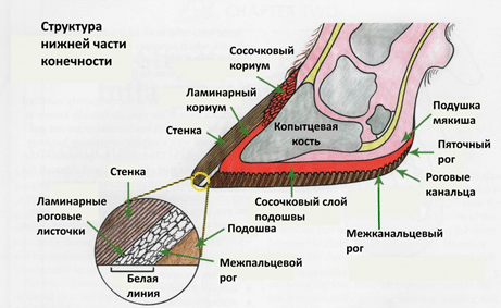 Коготь КРС