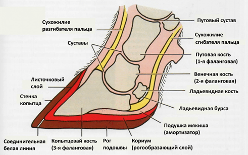 Коготь коровы