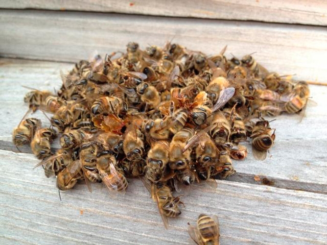 мертвые пчелы применение в народной медицине