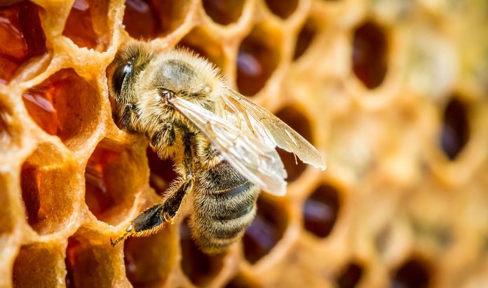 помор с мертвых пчел от каких болезней