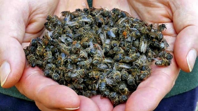 пчелиный подмор настойка применение