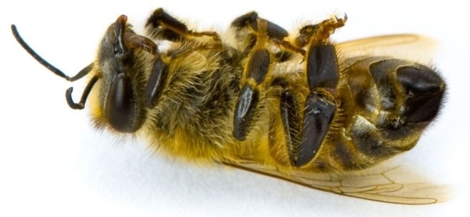 пчелиный подмор польза и вред