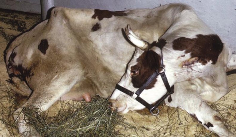 Гиподерматоз у коровы