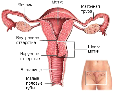 женские половые органы