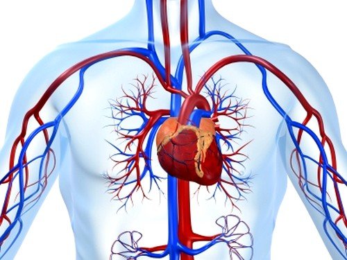 В кардиологии гирудотерапия используется в комплексном лечении таких заболеваний, как гипертония, восстановление после инсульта, инфаркта