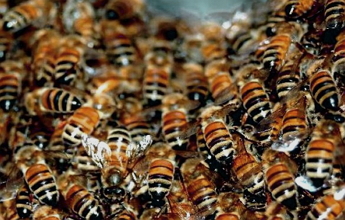 пчелинный подмор