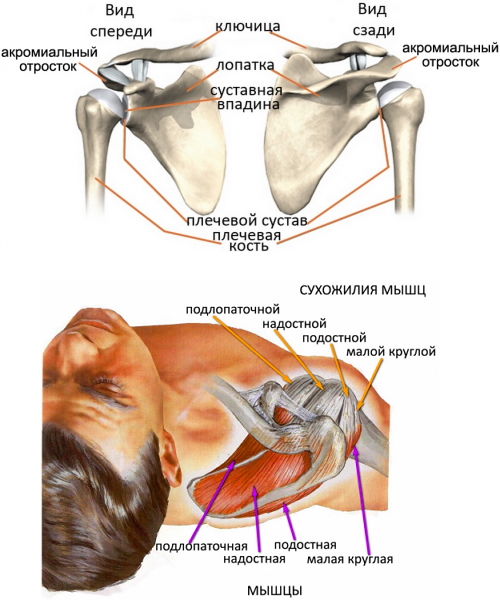 Структура плечевого сустава