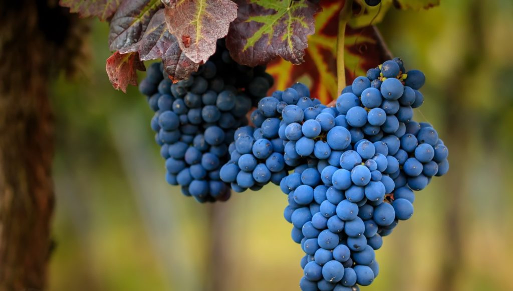 Можно ли кушать виноград при лечении подагры