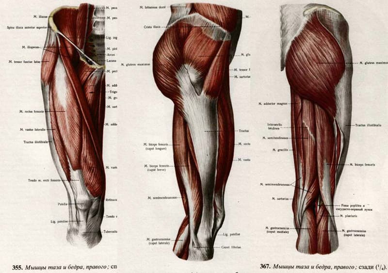 Бедро часть тела человека. Латеральные мышцы бедра анатомия. Мышцы бедра анатомия Синельников. Мышцы латеральной поверхности бедра анатомия. Мышцы бедра передняя задняя медиальная группа.