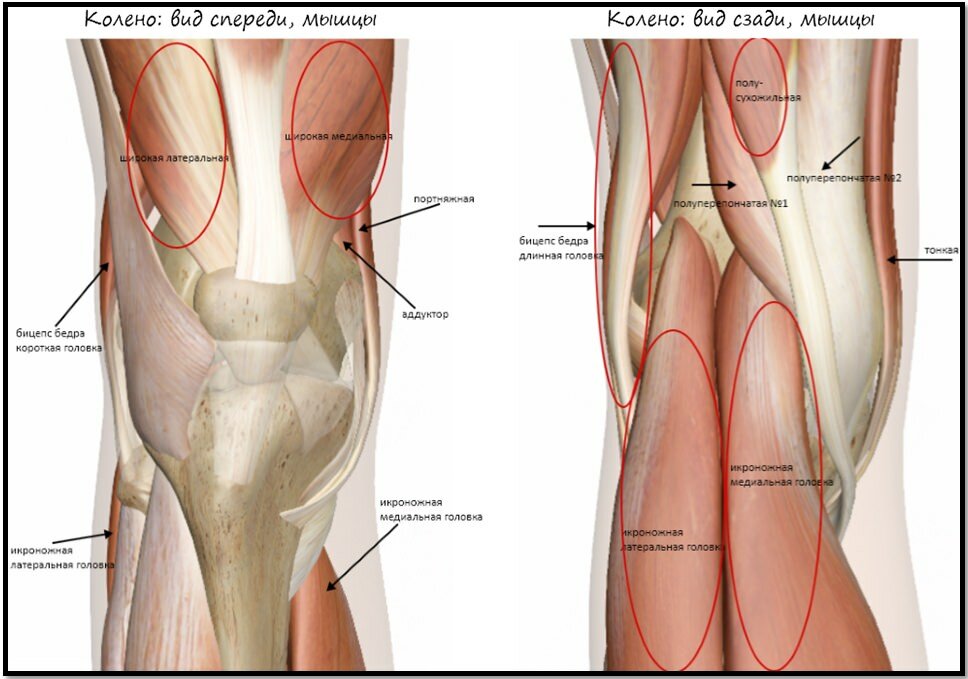Мышцы и связки коленного сустава фото. Связки и сухожилия коленного сустава. Связки коленного сустава анатомия. Мышцы коленного сустава анатомия.