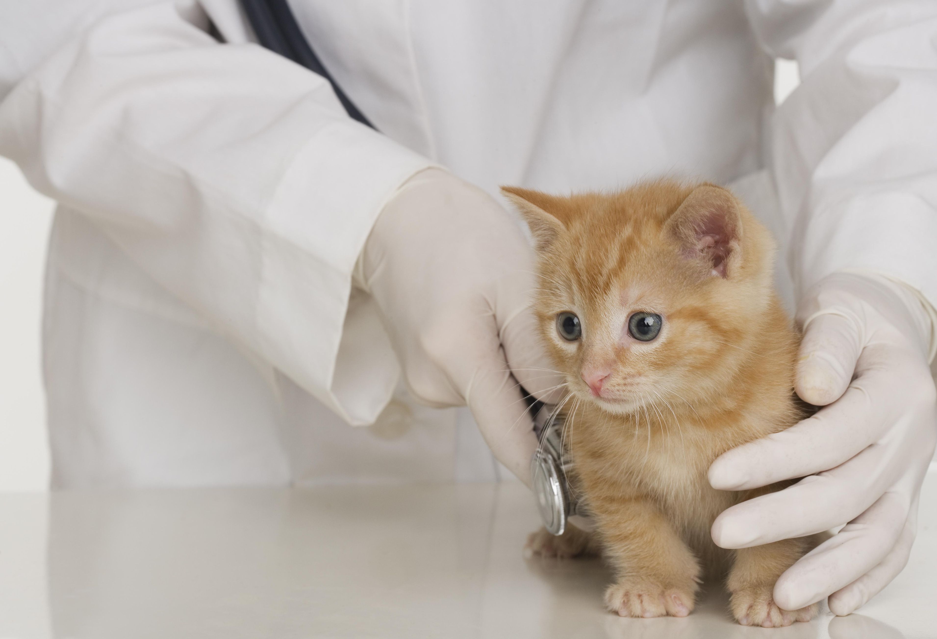 Рахит у кошек: симптомы и лечение