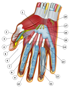 Wrist and hand deeper palmar dissection-numbers.svg