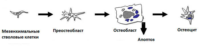 Схема дифференцировки остеобластов, остеоцитов