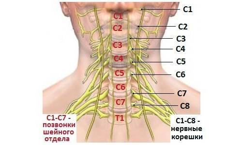 Шейный радикулит