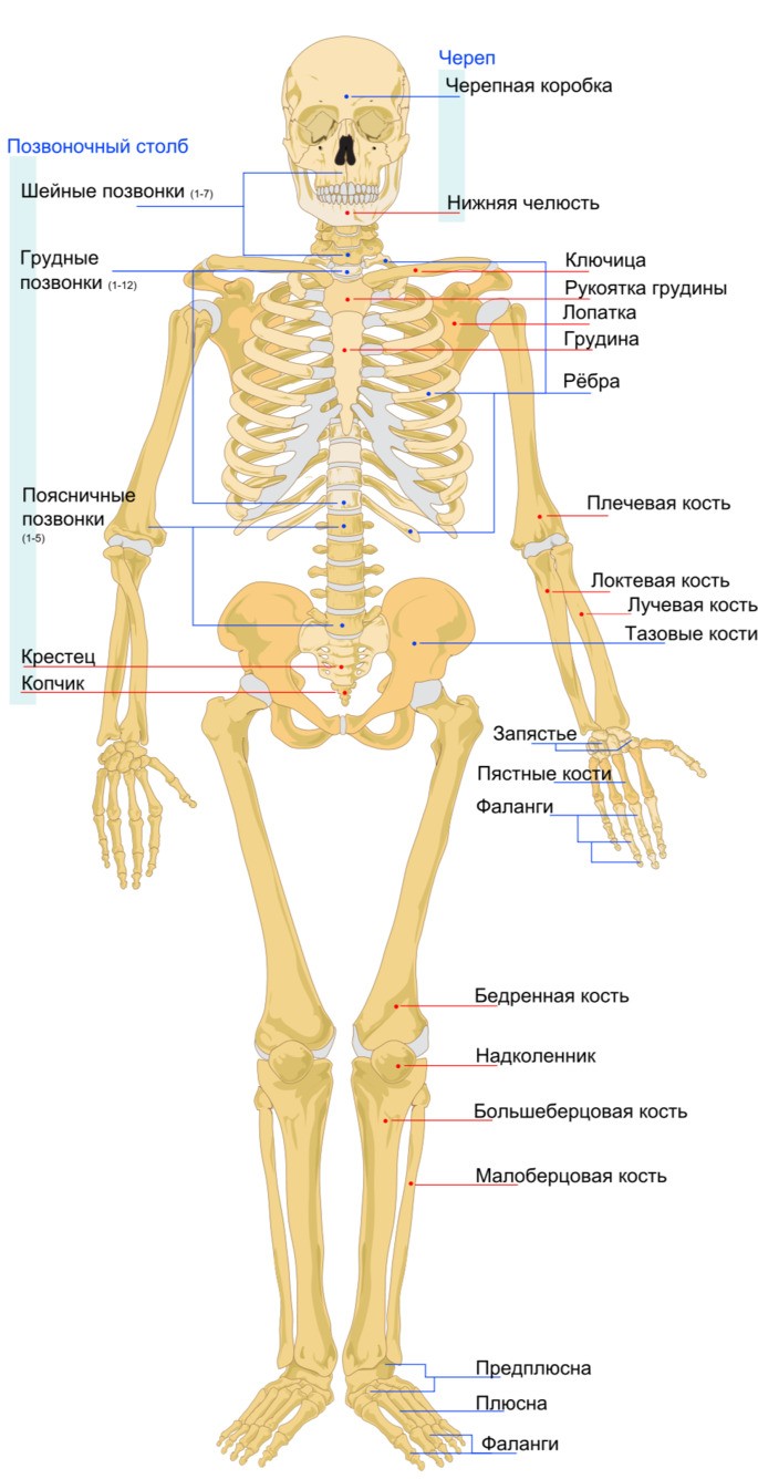 Скелет человека вид спереди