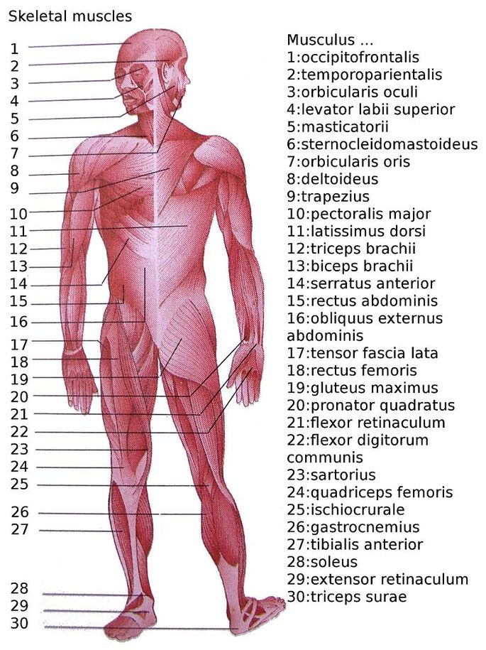 Изображение главных мышц человеческого тела с названиями на латыни. В русском языке названия имеют свои аналоги. Например, musculus sartorius (23) — портня́жная мы́шца.