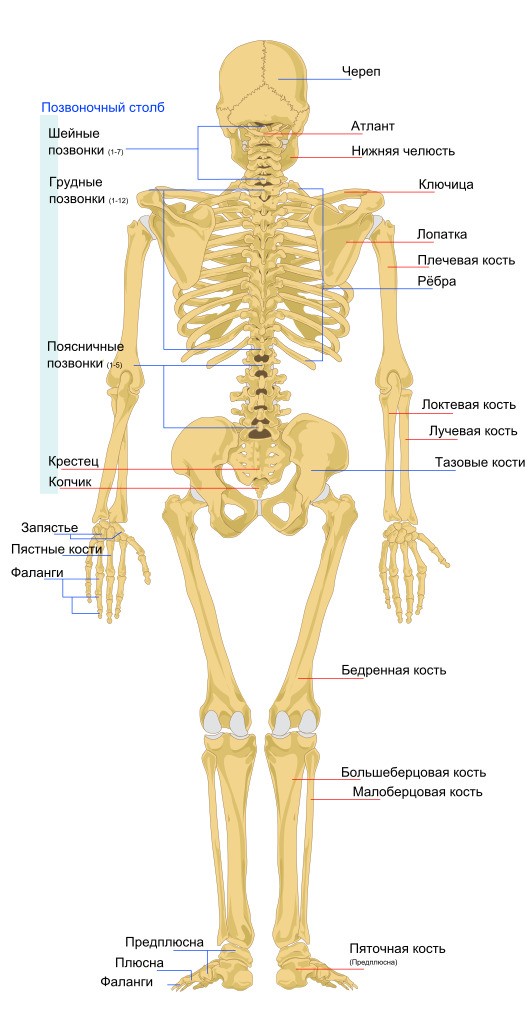 Скелет человека вид сзади