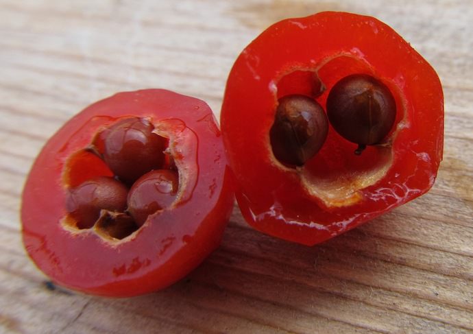Плодом тамуса являются ядовитые ягоды красного цвета