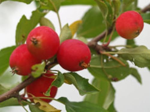 Райские яблочки фрукт. Райские яблони: популярные сорта и характеристика плодов