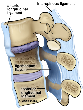 Figure 7 The ligamentum flavum, anterior longitudinal ligament and posterior longitudinal ligament