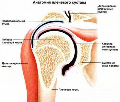 Строение плечевого сустава