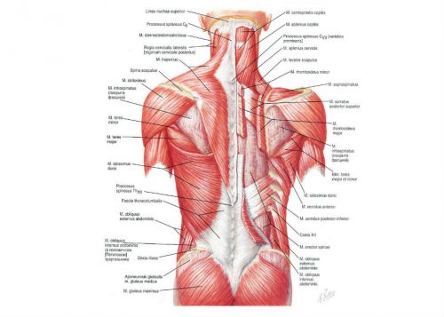 Мышцы спины