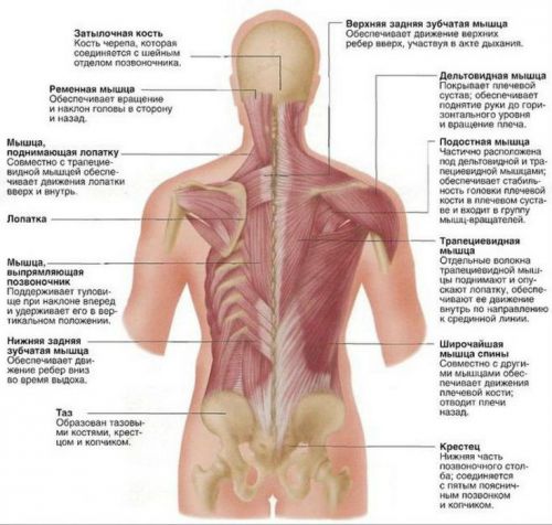 Мышцы спины