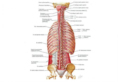 Глубокие мышцы спины