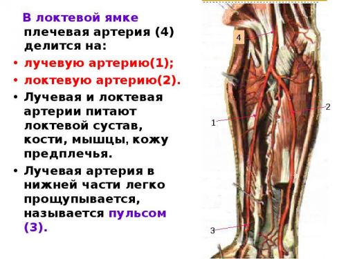 Кровеносные сосуды в локте