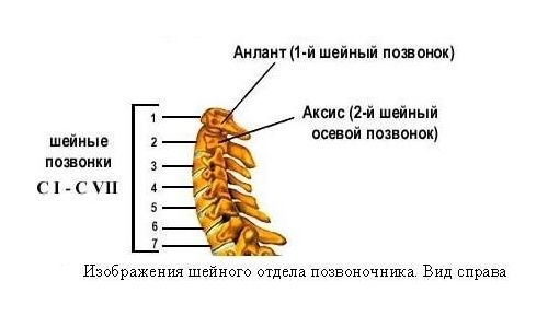 Шейный отдел позвоночника