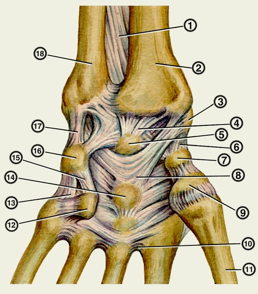 Рис. 2. Анатомия лучезапястного сустава (кости и связки). <a href=