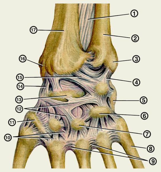 Рис. 1. Анатомия лучезапястного сустава (кости и связки). Связки левой кисти (тыльная поверхность): 1 — межкостная перепонка предплечья; 2 — локтевая кость; 3 — шиповидный отросток локтевой кости; 4 — локтевая коллатеральная связка запястья; 5 — трехгранная кость; 6 — крючковидная кость; 7 — головчатая кость; 8 — V пястная кость; 9 — тыльные пястные связки; 10 — тыльные пястно-запястные связки; 11 — многоугольная кость; 12 — тыльные межзапястные связки; 13 — ладьевидная кость; 14 — лучевая коллатеральная связка запястья; 15 — тыльная лучезапястная связка; 16 — шиловидный отросток лучевой кости; 17 — лучевая кость
