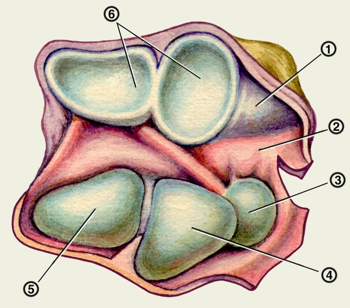 Рис. 4. Анатомия лучезапястного сустава (кости и связки). Вскрытый лучезапястный сустав: 1 — суставной диск; 2 — суставная <a href=