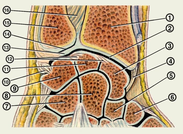 Рис. 3. Анатомия лучезапястного сустава (кости и связки). <a href=