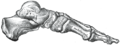 Subtalar Joint.PNG