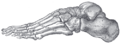 Subtalar Joint.PNG