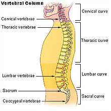 Illu vertebral column.jpg