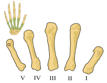 Metacarpals numbered-en.svg