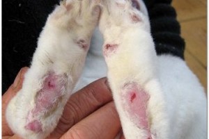 Ушибы и раны мякишей на лапах у собаки