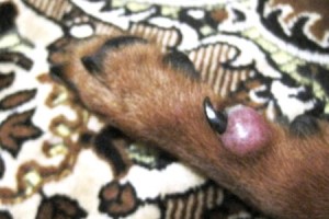Опухоль на лапе у собаки